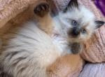 Max and Milo - Balinese Kitten For Sale - Adams&comma; WI&comma; US