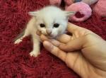 Lilly - Ragdoll Kitten For Sale - Dexter&comma; KY&comma; US