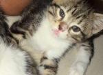 Frankie - Polydactyl Kitten For Sale - NY&comma; US