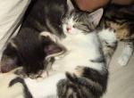 Frankie - Siberian Kitten For Sale - NY&comma; US