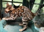 Quillan's Rich Brown girl - Bengal Kitten For Sale - Buellton&comma; CA&comma; US