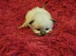 Merlin - Ragdoll Kitten For Sale - 