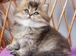 Zachar - British Shorthair Kitten For Sale - NY&comma; US