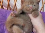 Yara - British Shorthair Kitten For Sale - NY&comma; US