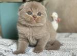 Nola - Scottish Fold Kitten For Sale - NY&comma; US
