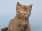 Atlas - British Shorthair Kitten For Sale - NY&comma; US