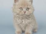 Angel - British Shorthair Kitten For Sale - NY&comma; US