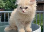 Orange Cream Persian - Persian Kitten For Sale - Havre De Grace&comma; MD&comma; US
