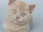 Aster - British Shorthair Kitten For Sale - NY&comma; US