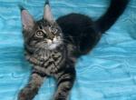 Jetta - Maine Coon Kitten For Sale - Waterloo&comma; IN&comma; US