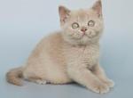 Ami - British Shorthair Kitten For Sale - NY&comma; US