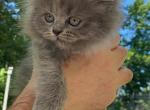 Peppers Persian - Persian Kitten For Sale - Havre De Grace&comma; MD&comma; US