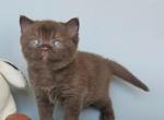 Ash - British Shorthair Kitten For Sale - NY&comma; US