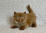 Bob - British Shorthair Kitten For Sale - NY&comma; US