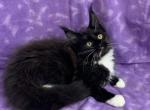 Trisha female - Maine Coon Kitten For Sale - Waterloo&comma; IN&comma; US