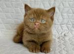 Bazzit - British Shorthair Kitten For Sale - NY&comma; US