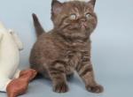 Aurelia - British Shorthair Kitten For Sale - NY&comma; US