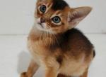 Gemma - Abyssinian Kitten For Sale - NY&comma; US