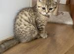 Spotted Tabby Girl - Scottish Straight Kitten For Sale - Sonoma&comma; CA&comma; US