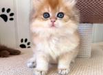 Cameron - British Shorthair Kitten For Sale - NY&comma; US