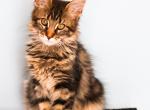 Maine Coon Female Kitten - Maine Coon Kitten For Sale - Staten Island&comma; NY&comma; US