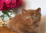 Fudge - British Shorthair Kitten For Sale - NY&comma; US