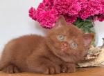 Fendi - British Shorthair Kitten For Sale - NY&comma; US