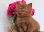 Finn - British Shorthair Kitten For Sale - NY&comma; US