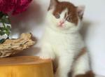 Ferris - British Shorthair Kitten For Sale - NY&comma; US