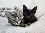Stripes and Solids - Domestic Kitten For Sale - Los Angeles&comma; CA&comma; US