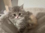 Persian purebred litter 5 - Persian Kitten For Sale - Las Vegas&comma; NV&comma; US