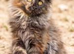 Fluffy Female Maine Coon - Maine Coon Kitten For Sale - 
