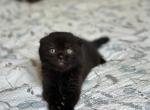 Nelson - Scottish Fold Kitten For Sale - NY&comma; US