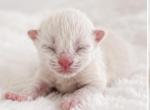 Sophia - Ragdoll Kitten For Sale - 