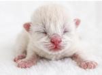 Maxx - Ragdoll Kitten For Sale - Desloge&comma; MO&comma; US