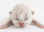 Miles - Ragdoll Kitten For Sale - 