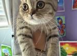 Molly - Scottish Straight Kitten For Sale