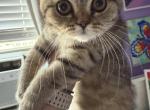 Molly - Scottish Straight Kitten For Sale - Brooklyn&comma; NY&comma; US