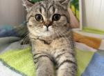 Molly - Scottish Straight Kitten For Sale - Brooklyn&comma; NY&comma; US