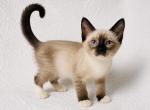Female snowshoe Siamese - Siamese Kitten For Sale - Terrell&comma; TX&comma; US
