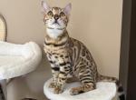 Jade - Bengal Kitten For Sale - Boston&comma; MA&comma; US