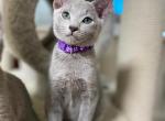Cosmos - Russian Blue Kitten For Sale - Pembroke Pines&comma; FL&comma; US