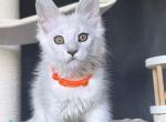 Ulina - Maine Coon Kitten For Sale - Miami&comma; FL&comma; US