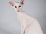 Iris - Oriental Kitten For Sale - Pembroke Pines&comma; FL&comma; US