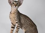 Isis - Oriental Kitten For Sale