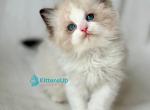 Yulik - Ragdoll Kitten For Sale - Pembroke Pines&comma; FL&comma; US