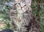 Laura - Maine Coon Kitten For Sale - Grant Valkaria&comma; FL&comma; US
