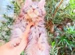 Iness Fluffy  female - Maine Coon Kitten For Sale - Grant Valkaria&comma; FL&comma; US