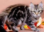 Varya - Siberian Kitten For Sale - Pembroke Pines&comma; FL&comma; US