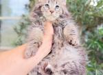 Leo Fluffy giant line male - Maine Coon Kitten For Sale - Grant Valkaria&comma; FL&comma; US